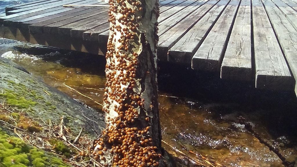 Leppäkertut myllersivät Suomessa viimeksi vuonna 2016.