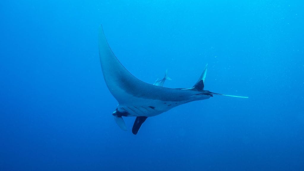 Tämä kuvituskuvan rausku on ikuistettu Thaimaan vesissä.