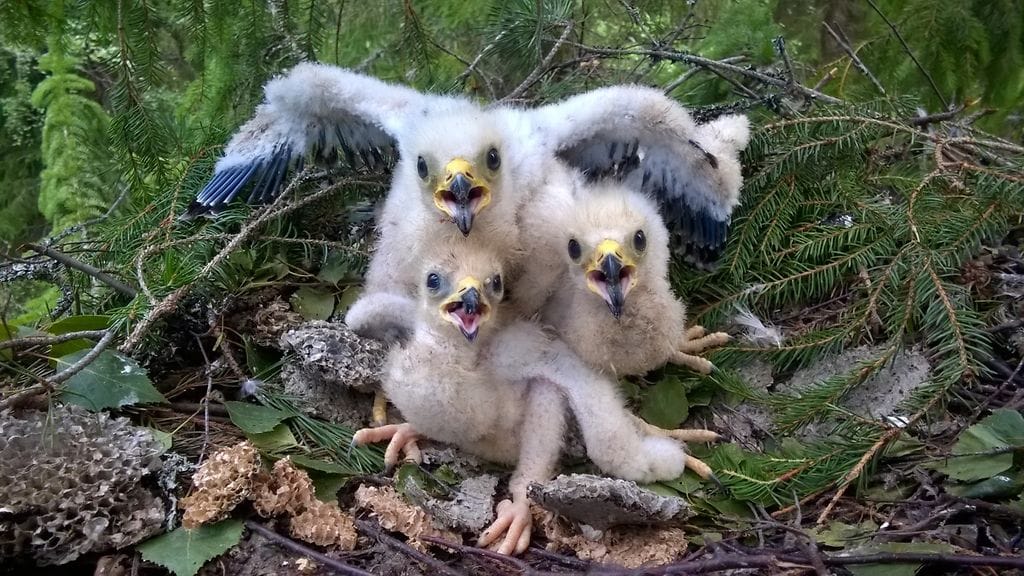 mehiläishaukan poikaset mehiläishaukka Risto Sulkava