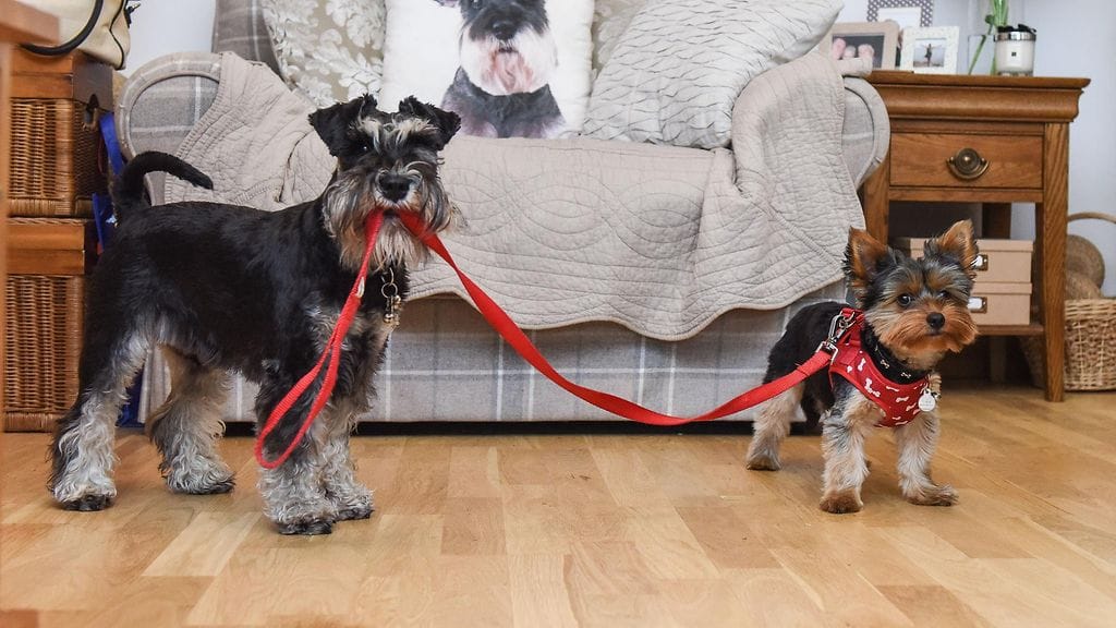 Bailey ja Charlie-pentu