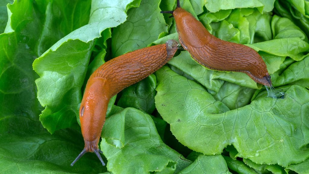 Nopeasti levittäytyvä ja kaikkiruokainen etana on levittäytynyt nopeasti puutarhojen kutsumattomaksi vieraaksi.