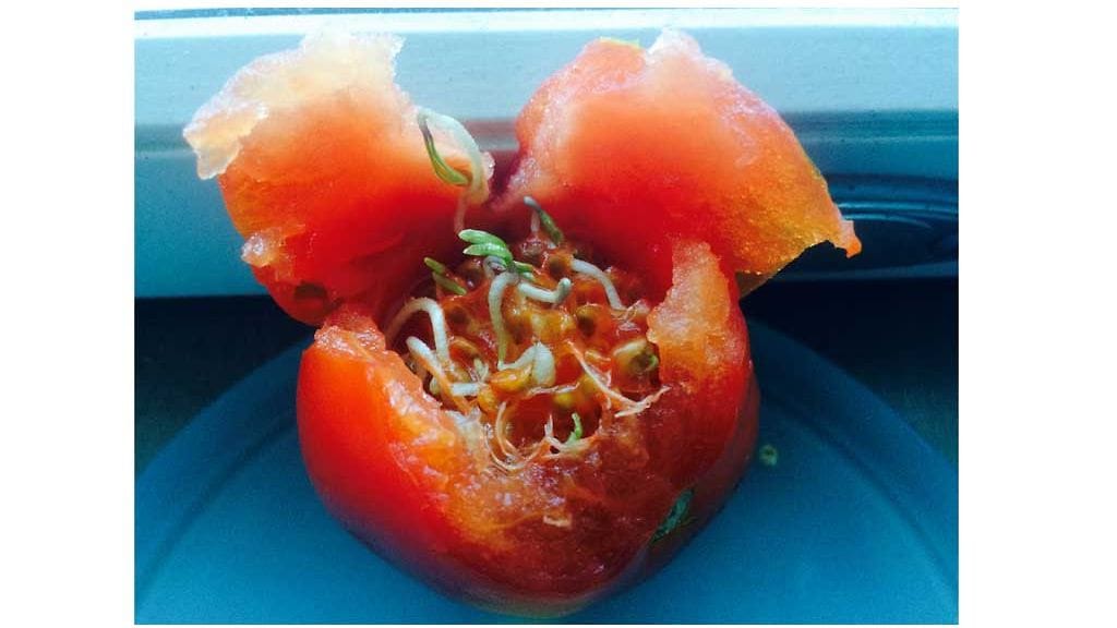 tomaatti2