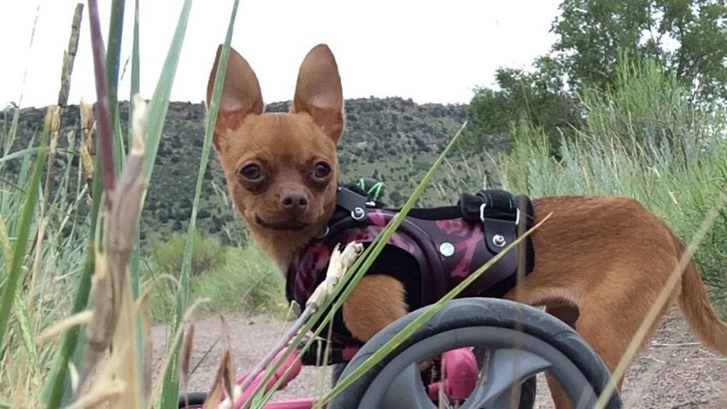 kaksijalkainen chihu