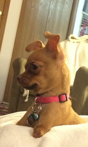 chihu kaksijalkainen