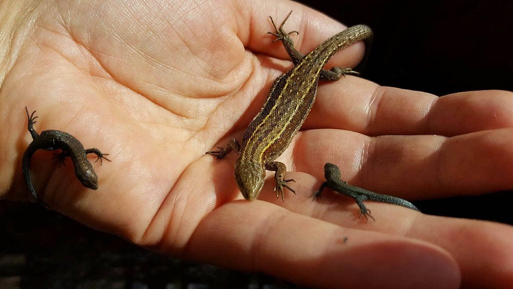 13835931_10206210087522532_2133672018_o