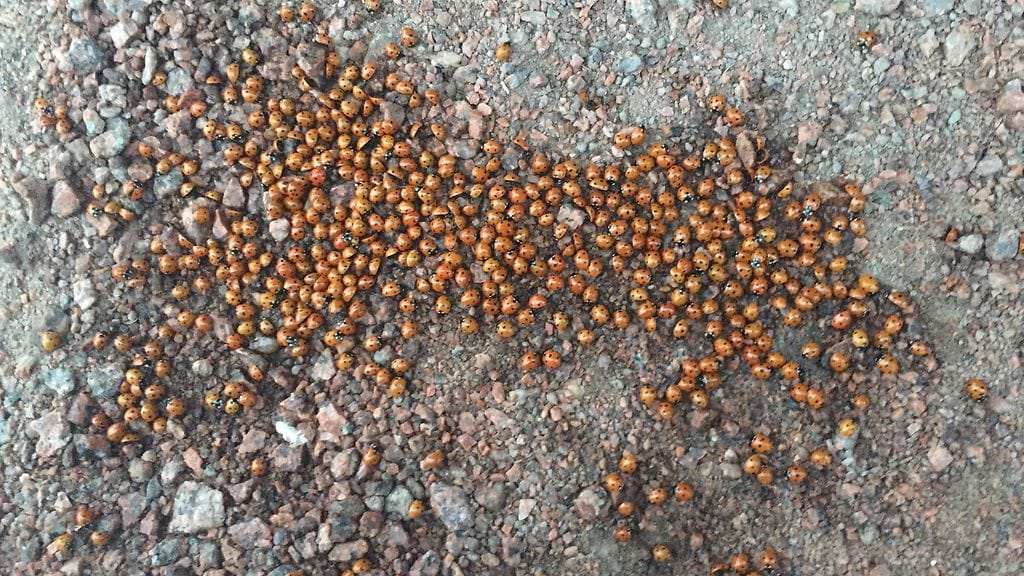 Leppäkerttujen invaasio heinäkuussa 2016.