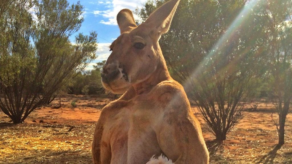 Jättiläiskenguru nousi koko maailman tietoisuuteen BBC:n dokumentin myötä.