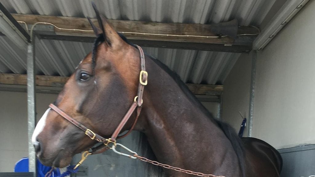 Korvenojan tallin ylpeys Jonesy tähyää Seinäjoki-Raceen Jokimaan ravien ylivoimavoiton jälkeen.