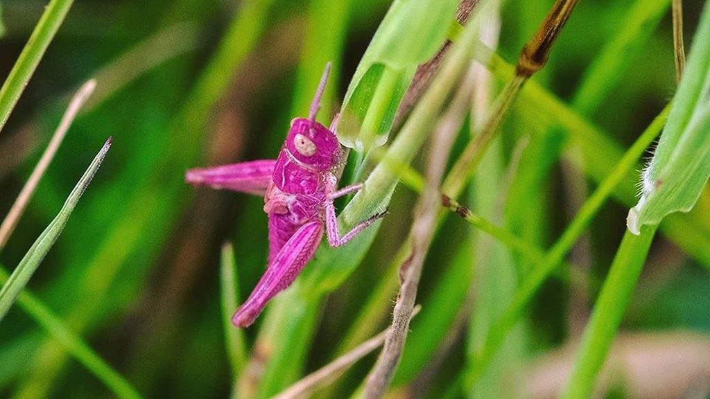 Pinkki väritys voi koitua heinäsirkan kohtaloksi, sillä se erottuu luonnosta tehokkaasti ja päätynee saalistajien kitaan.
