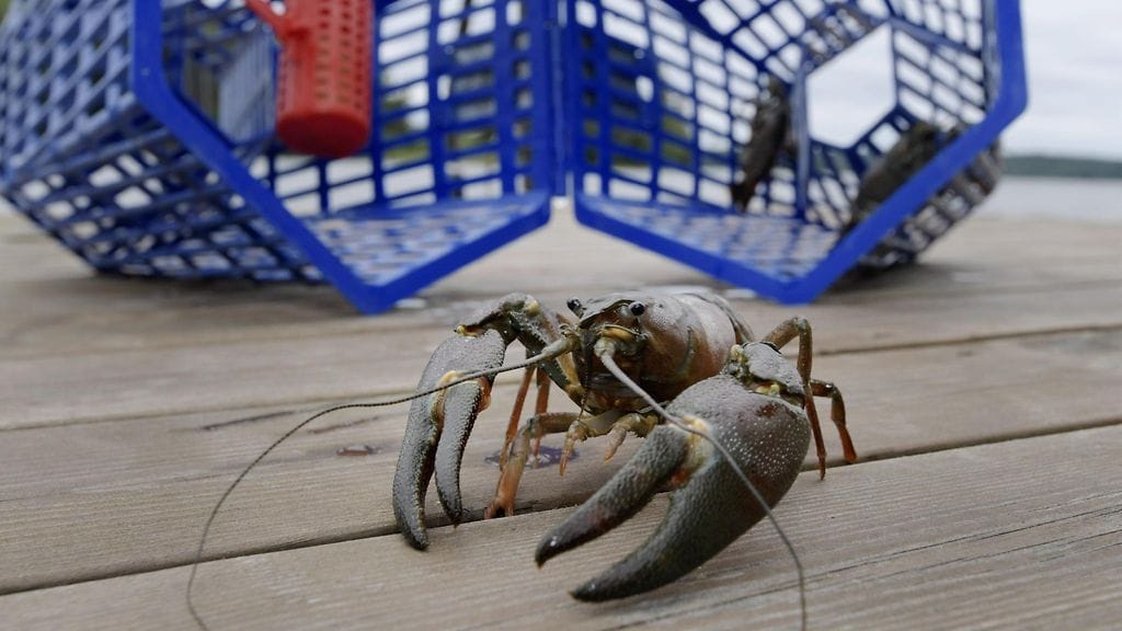 Hämeenlinnassa varastettiin noin 100 rapua kesäasukkaan rantalaiturin vierestä.