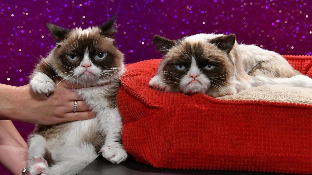 grumpycat_vahakabinetti