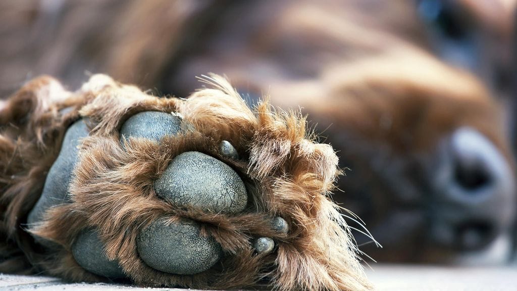 Koirien tassujen maissimainen tuoksu on täysin normaalia.