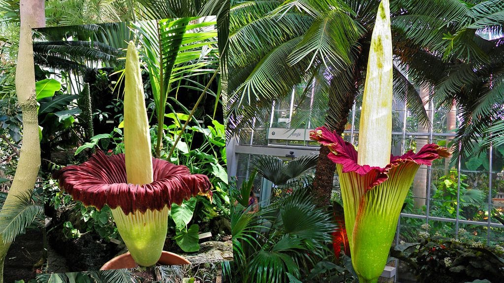 Jättipöhkövehkan hajua on verrattu pilaantuvaan kalaan ja raatoon.