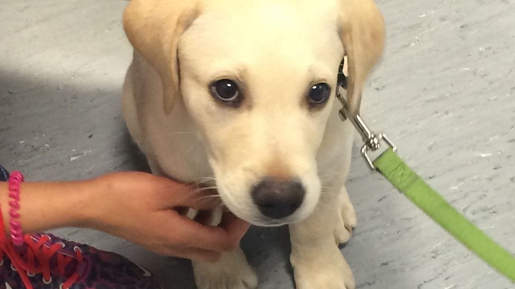 16-viikkoinen Osku on Taksiliiton uusi taksitarkastaja.