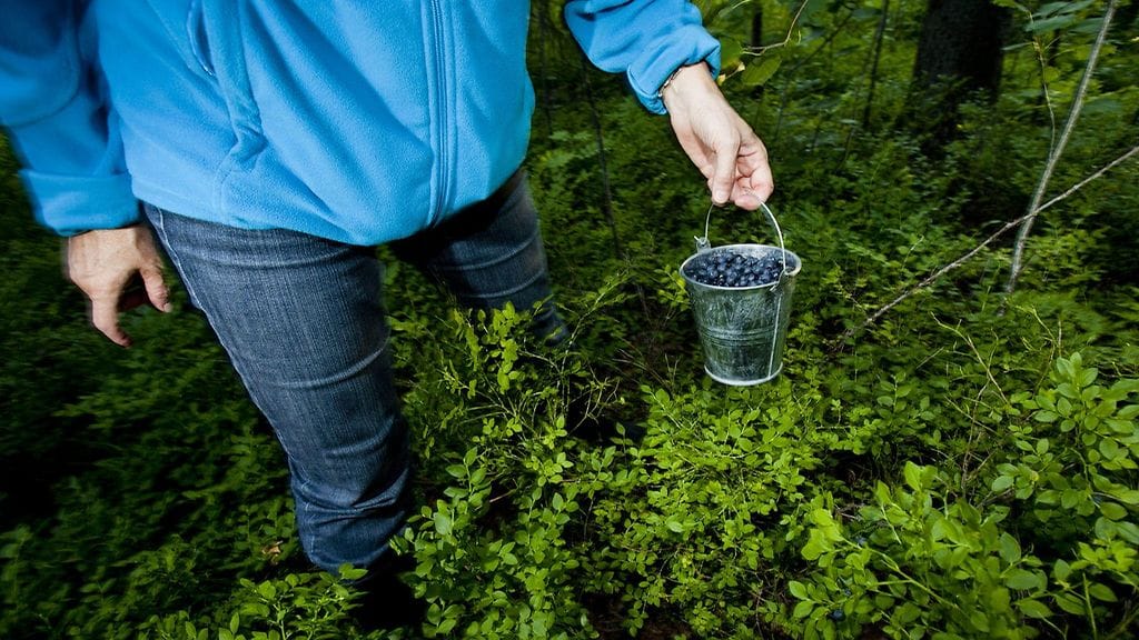 Marjastaja metsässä.