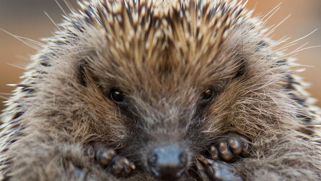 Siilien kovaääninen lempi oli liikaa saksalaismiehelle, joten tämä hälytti paikalle poliisit. Kuvituskuva.