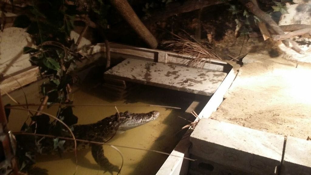 Arkistokuva siaminkrokotiilista. Tämä yksilö löytyi Etelä-Koreasta erään miehen kotoa, joka piti sitä lemmikkinä.