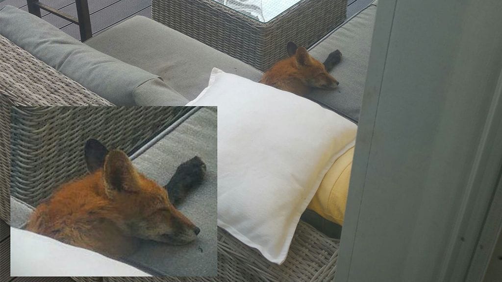 Kettu nukkuu Eteläkoskien terassin sohvalla.