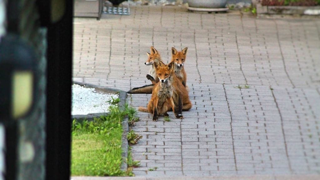 Nämä kettuveijarit on kuvattu turkulaisen Harri Eteläkoskien pihalla heinäkuun alussa. Kuva: Jade Järvinen.