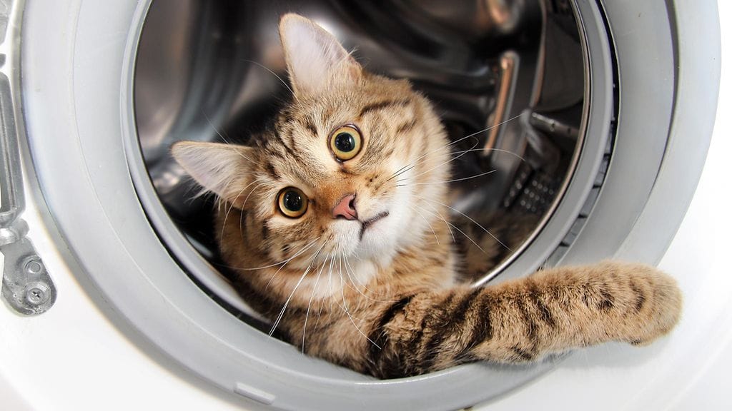 Kissa ehti pyöriä koneessa kahden minuutin ajan, ennen kuin omistaja huomasi tilanteen.