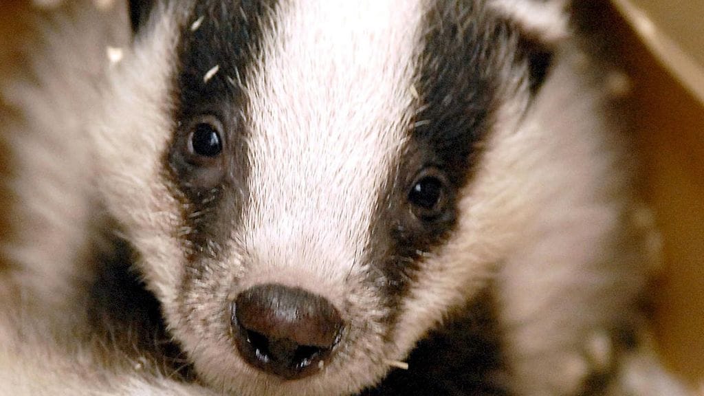 Pikaruokaravintolassaan mäyrä kainalossaan saapunut mies raivostui poistumispyynnöstä niin, että paiskoi pihalla olleita autoja eläimellä. Kuvituskuva.