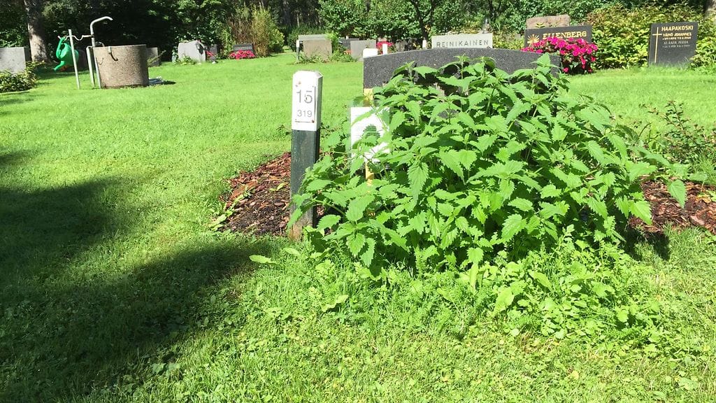 Hoitamaton hauta kasvaa nokkosta