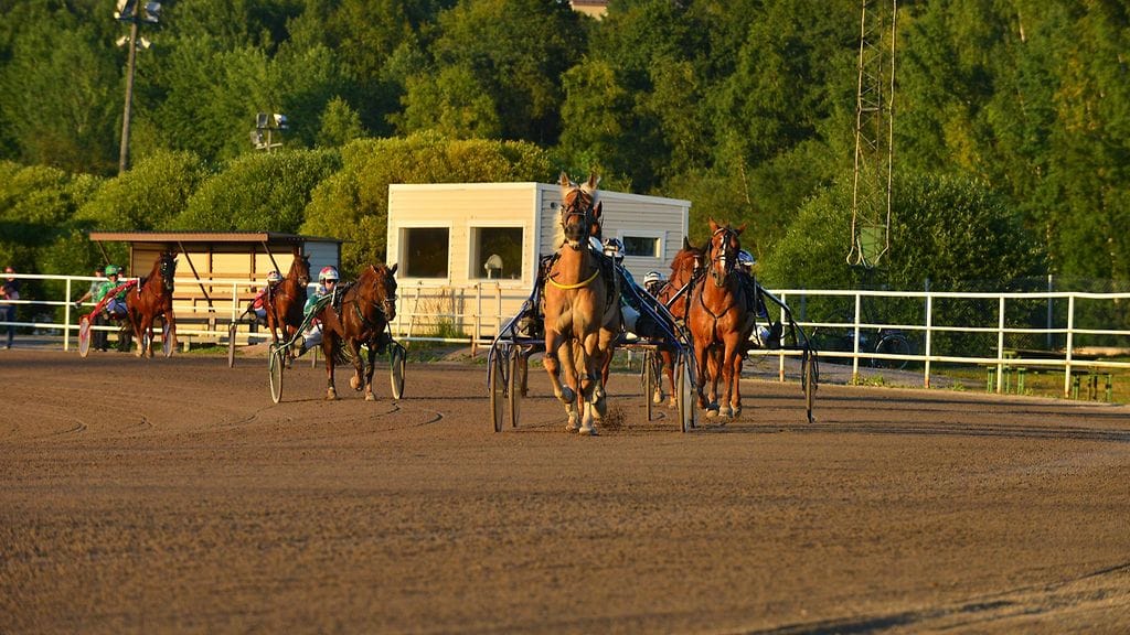 Suomenhevosia Vermon raveissa. Kuvituskuva.