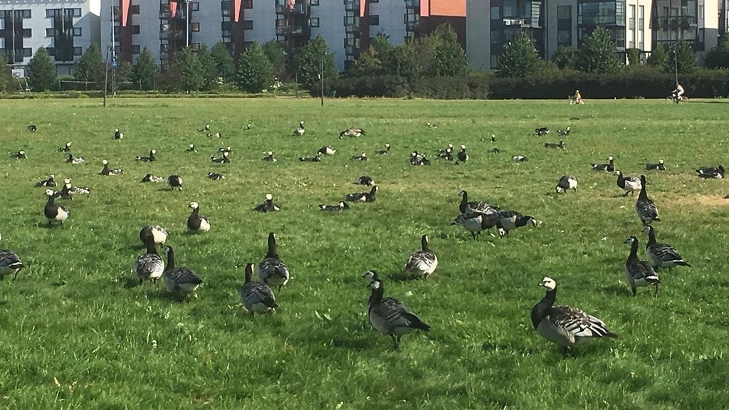 Valkoposkihanhet viihtyvät paikoissa, joissa nurmikko on lyhyttä.