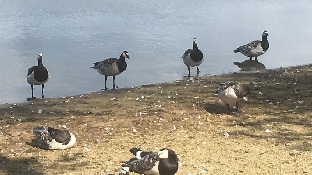 Valkoposkihanhi on lisääntynyt Suomessa voimakkaasti parin viimeisen vuosikymmenen aikana. Nämä linnut kuvattiin Helsingin Töölönlahdella.