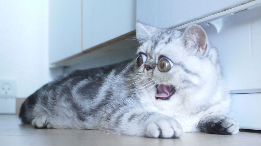 Herman-kissa haukottelee.