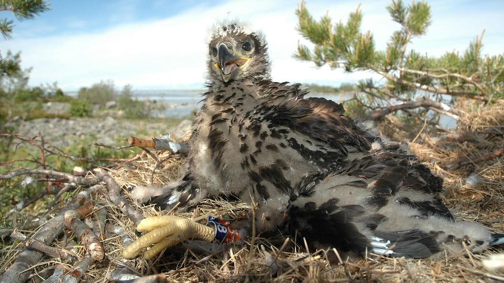 Merikotkan poikanen pesässään. Arkistokuva.