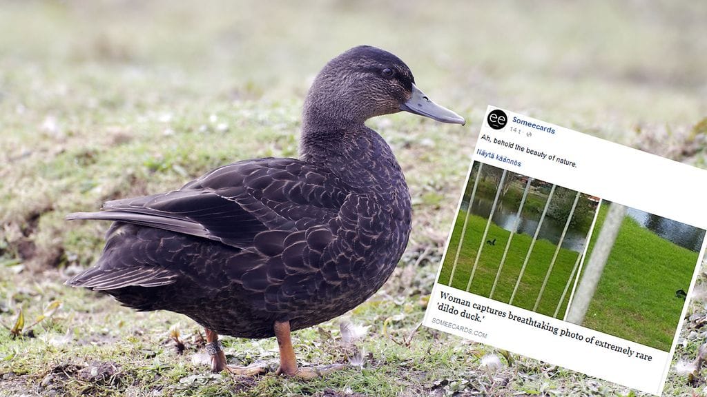 Aussinainen erehtyi pahemman kerran luullessaan näkyä mustaksi linnuksi. Kuvassa vertailun vuoksi nokisorsa.