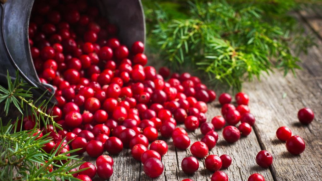 Karpalot ovat todellista superruokaa.