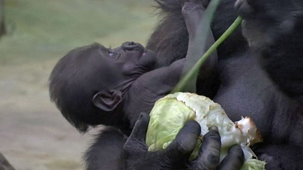 Gorillavauva Moskovassa