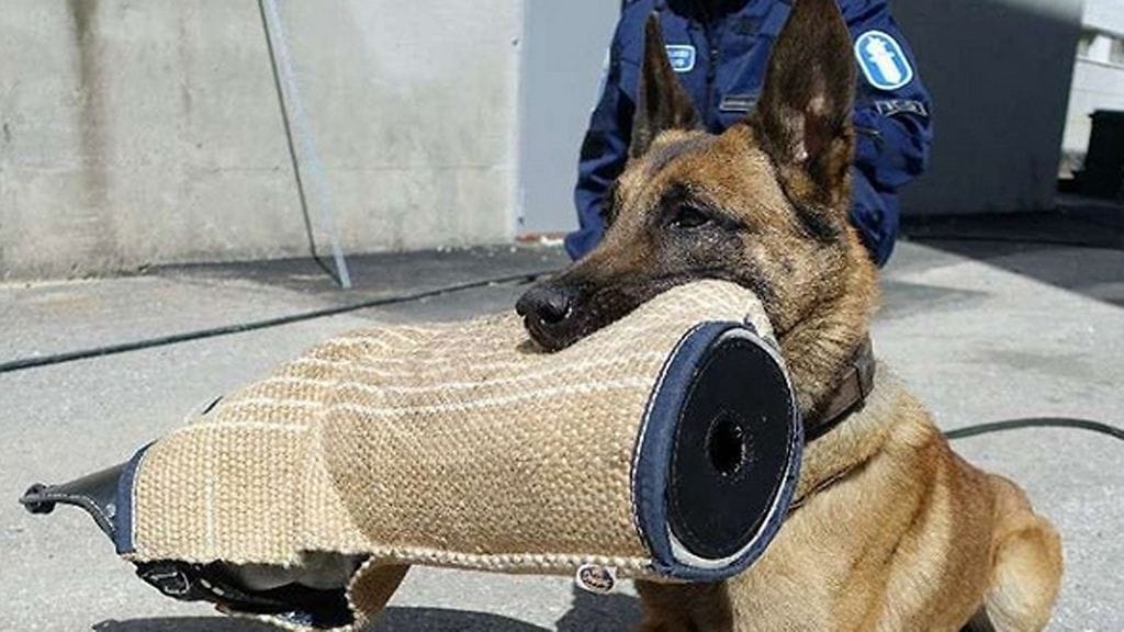 Vahingoittunut Börje on hieman yli 7-vuotias belgianpaimenkoira malinois.