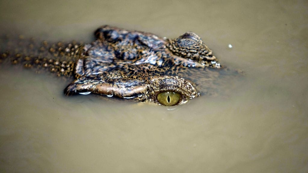Krokotiilin hyökkäys oli pakottanut melomassa olleen miehen hakeutumaan saarelle, jonne hän jäi jumiin neljäksi päiväksi. Kuvituskuva.