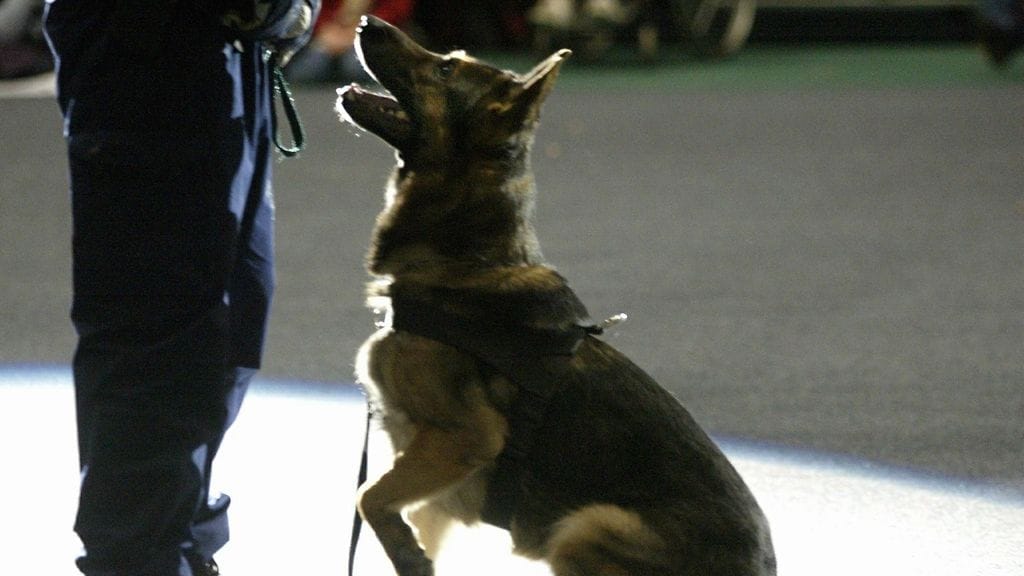 Poliisikoirat hoitavat Suomessa vuosittain noin 600 vaaralliseksi luokiteltua tehtävää. Tähän nähden vakavia loukkaantumisia sattuu harvoin. Arkistokuvassa poliisikoiralaitos esittelemässä taitojaan koiranäyttelyssä vuonna 2002.