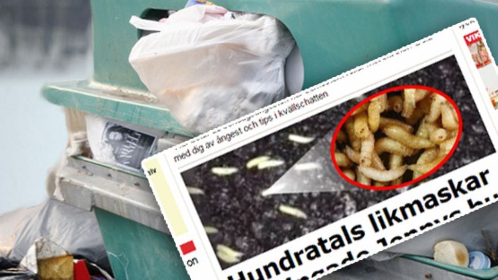 Kärpäsentoukat valtasivat Jennyn kodin.