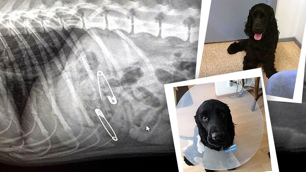Masa-koiran vatsassa näkyi röntgenkuvassa kaksi hakaneulaa, joista toinen oli auki. Koira leikattiin pikaisesti yöllä.