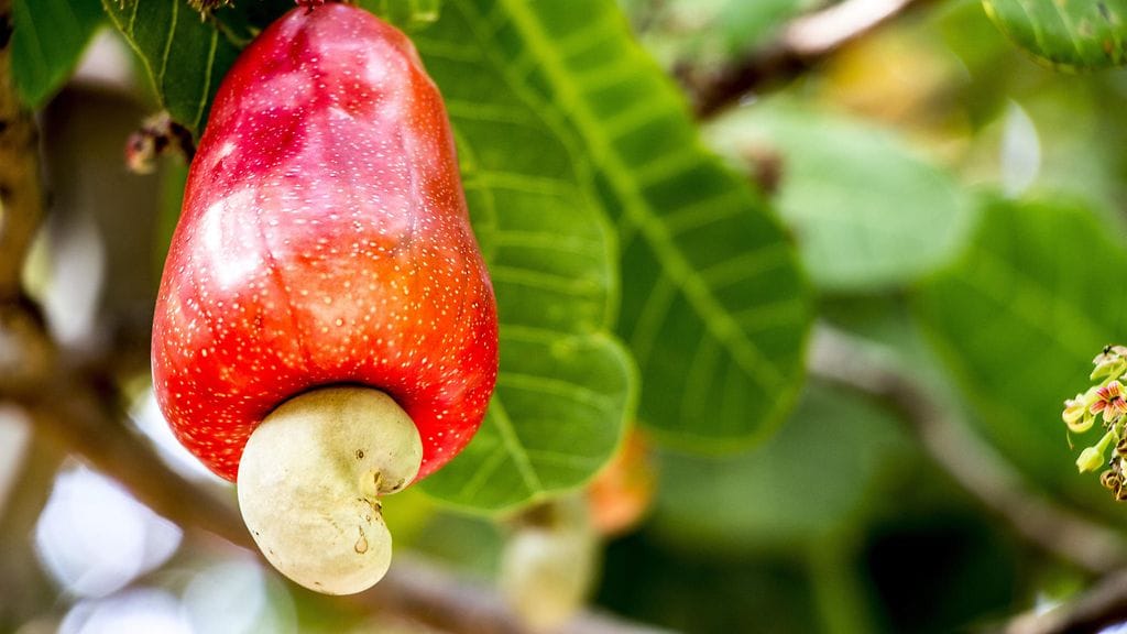 Cashewpähkinät ovat terveellistä herkkua.