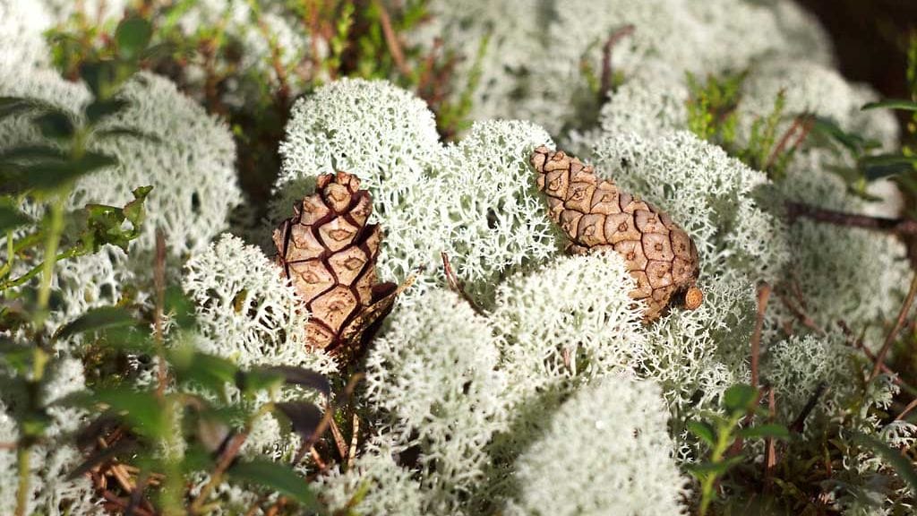 Poronjäkälästä tulee friteeraamalla rapeaa herkkua.