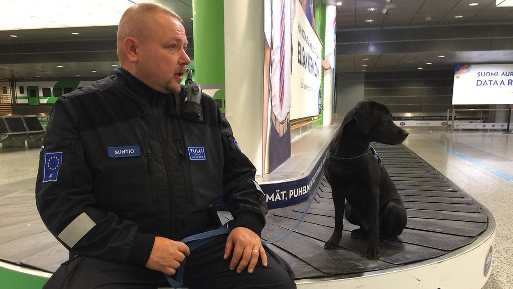 tullikoira heila (1)