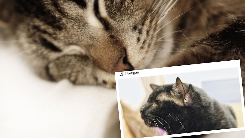 Nelikorvainen kissa on luonteeltaan ystävällinen ja rakastaa huomiota.