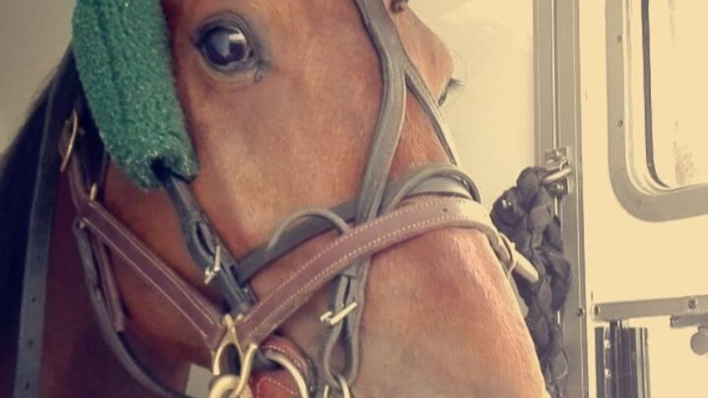 Air Basen rinnassa sykkii kilpailijan sydän. "Kun voilokki kiinnitetään selkään, hevonen kasvaa kokoa joka suuntaan", Vainio kehuu.