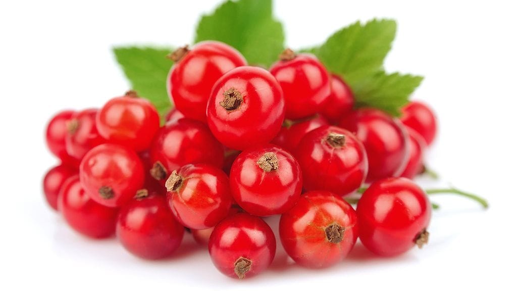 Punaviinimarjat ovat C-vitamiinipommeja.