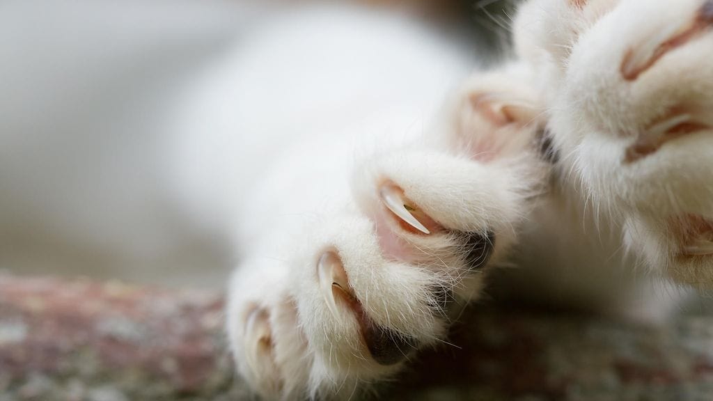 Kynnet voivat johtaa kissan kuin kissan pulaan.