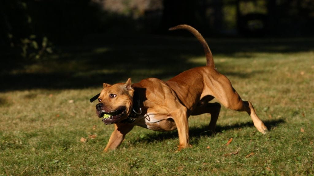 Kuvituskuva, kyseinen koira ei liity tapaukseen.