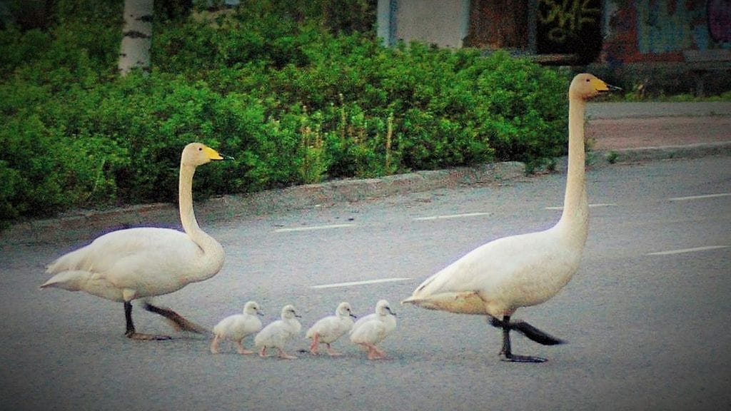 KERTAJULKAISU Joutsenperhe ylittää tien