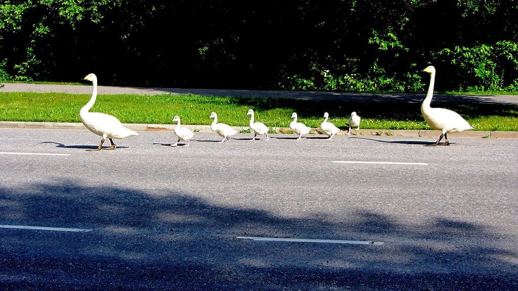 KERTAJULKAISU Joutsen perhe poikasineen