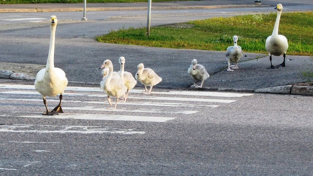 KERTAJULKAISU Joutsenperhe suojatiellä